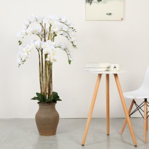 factory direct supply orchid in pot