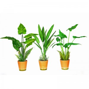 Hot sale factory direct supply  Green Indoor outdoor Home decorate potted green plant